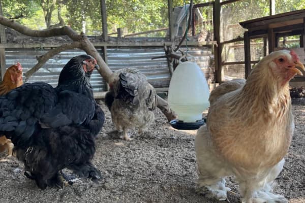 P_D_ Ostrich Show Farm 